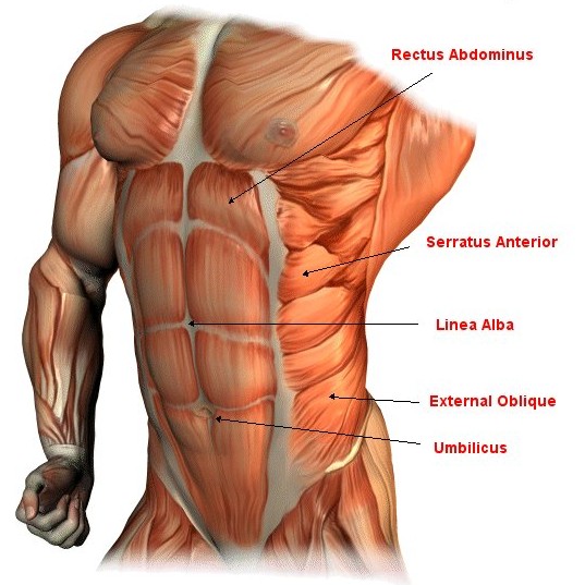 bubbel Kan worden genegeerd Mount Bank Buikspier schema voor sterkere buikspieren - Schemaatje.nl